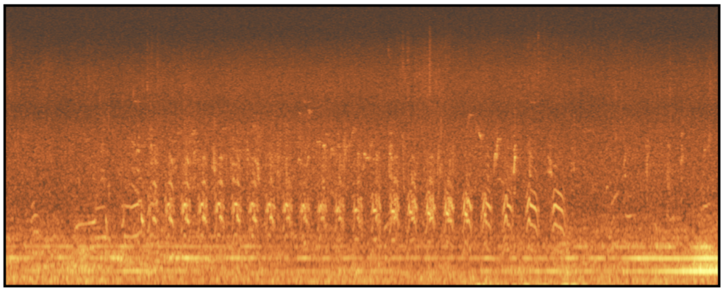spectrogramme oiseaux avion